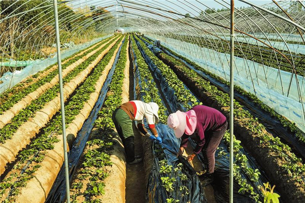 ���Ҵ��ݮ��ժ԰��������򿨵�