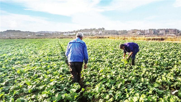 ����������������ɫ���ʸ�Чʾ����