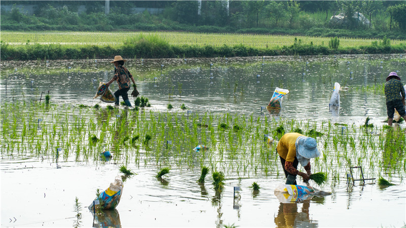 ��ѧ���� ������Ч