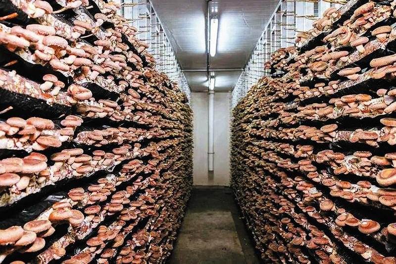 һ乽ξޣ 㹽ҵĳɳɱ