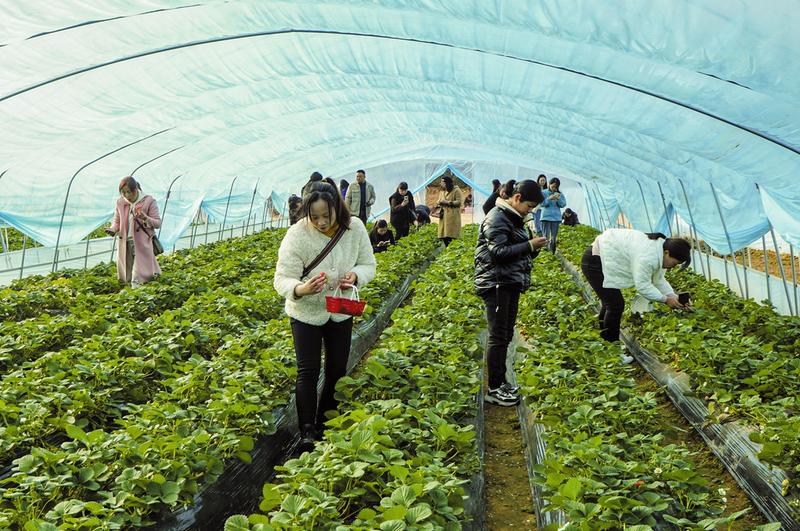 ��ݮ��ժ����ʱ