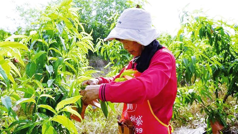 ��ɽ��˫կ�塪�� ��󴡰�����¡� ��ũ�״�æ