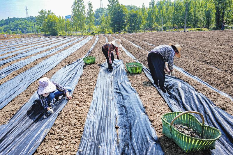 ��ҩ����ֲ��ũ����