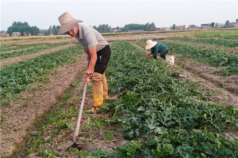 ��չ�弶��ֲ����