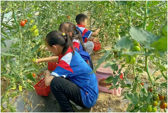 �������һСѧ��֯ѧ����չ�Ϲ���ժʵ���