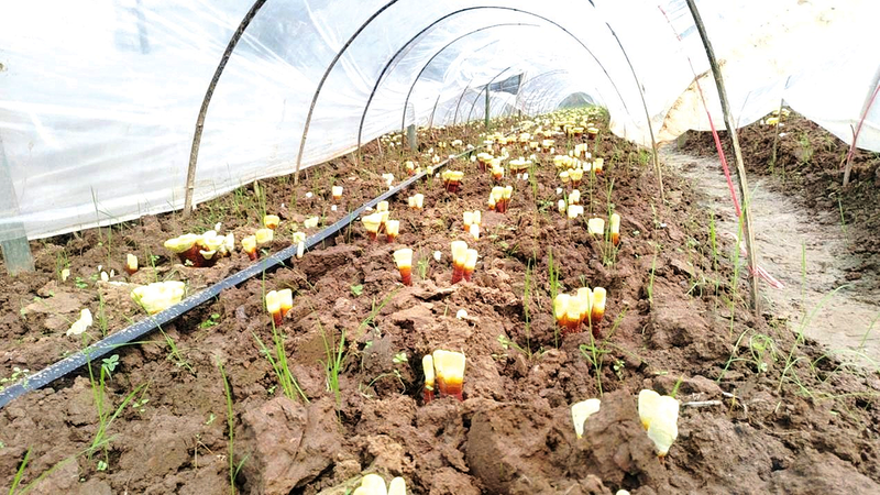 �ų�壺СС��֥�ؿ������¸�·