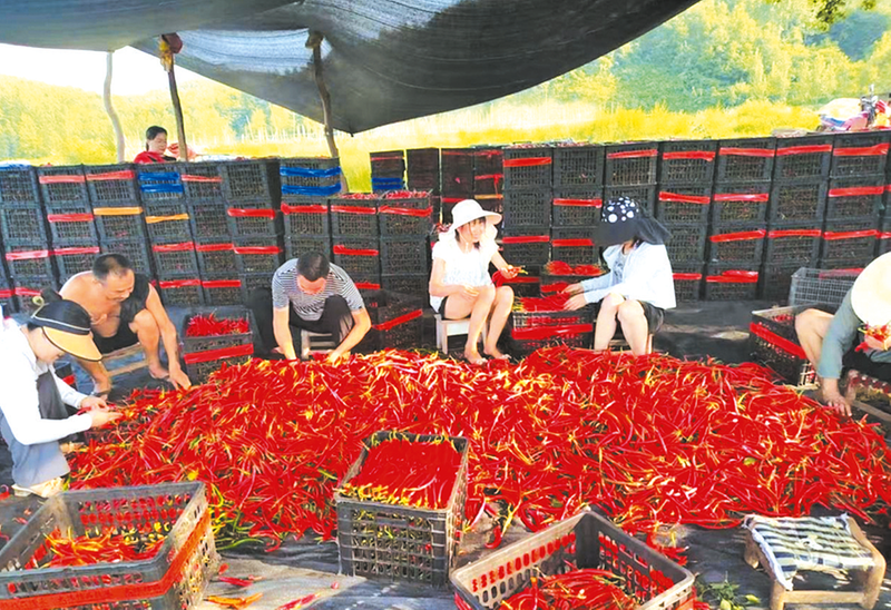 ܳҵչٶȡչ׳弶徭