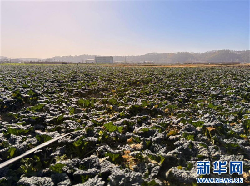 »ݣһƬһ һֳˡ롱