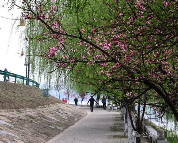 ���������ǰ��ƺ���