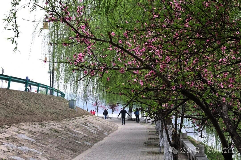 春天里的随城白云湖畔
