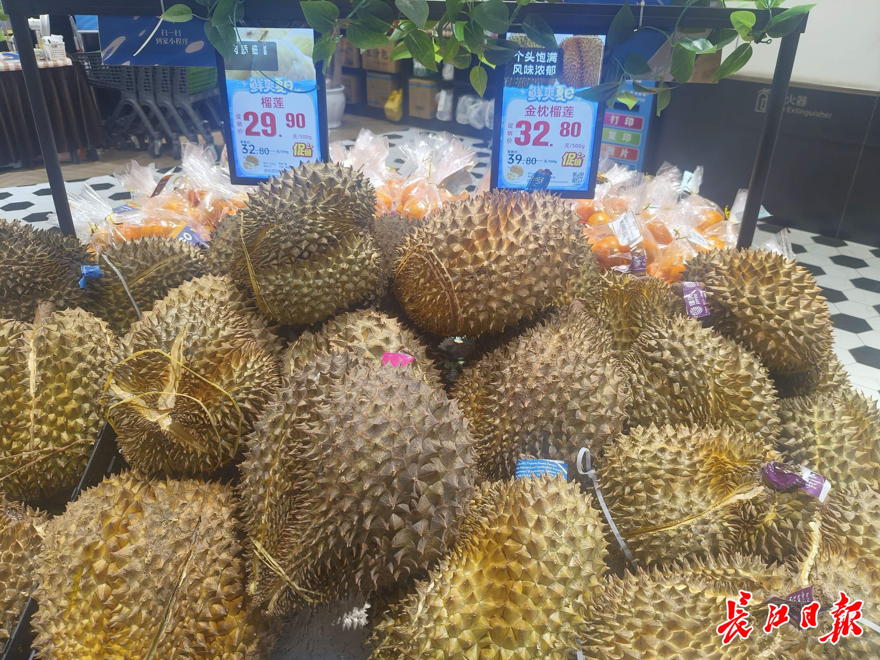 榴莲自由，筹谋已久