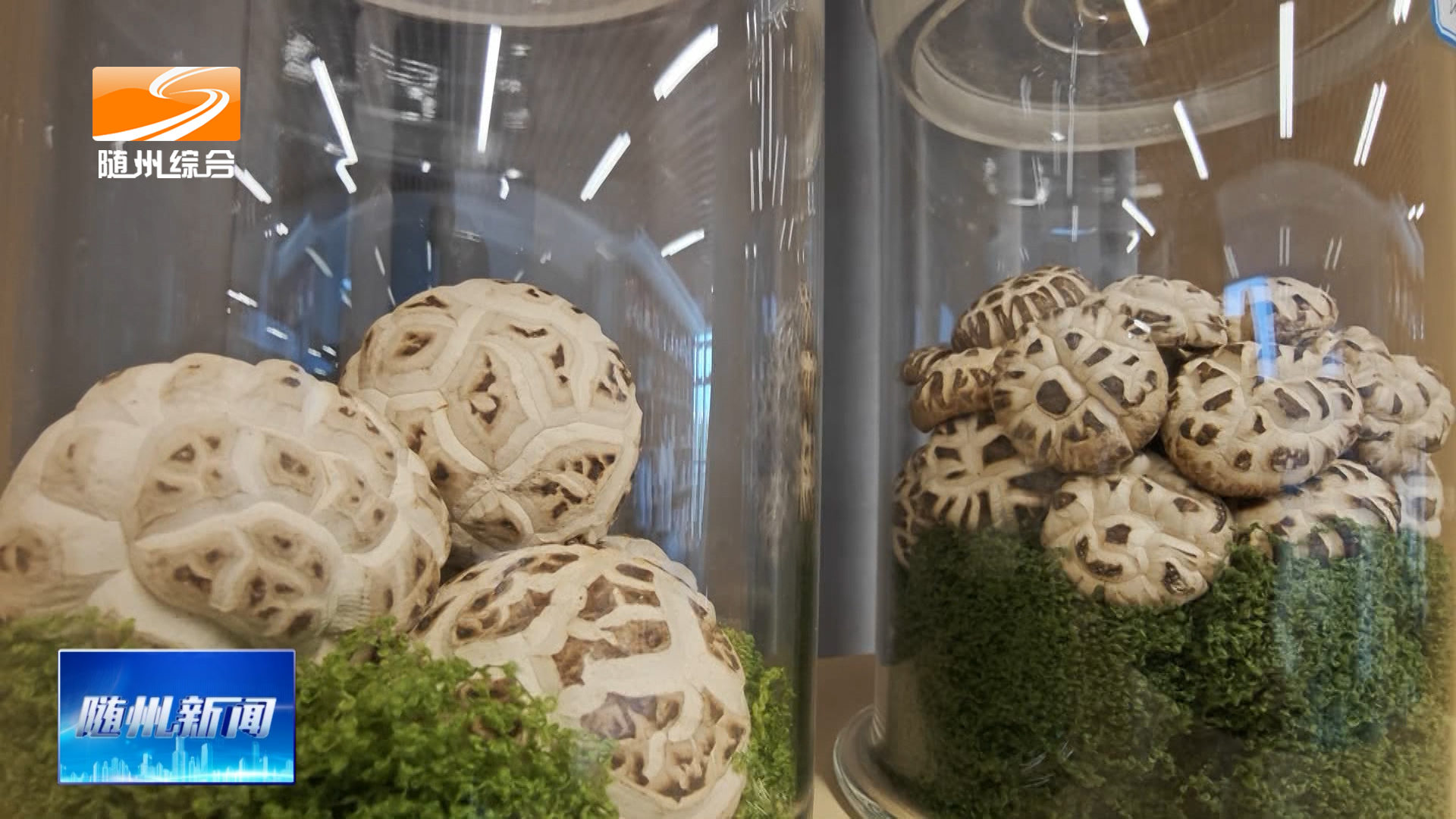 青年科创赋能菌乡振兴 随州香菇科研项目获省级立项