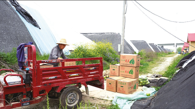 安居镇车岗村：大棚扩容添新力 产业振兴启新程