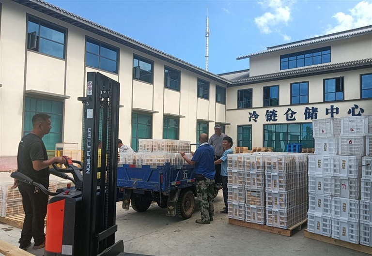 高温天气 广水储梨有“凉”方