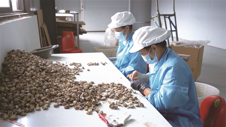 智能烘干添“绿”劲——社会化服务助殷店香菇产业提质增效