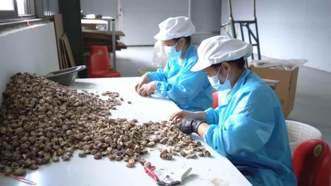 智能烘干添“绿”劲！社会化服务让殷店香菇卖出好身价
