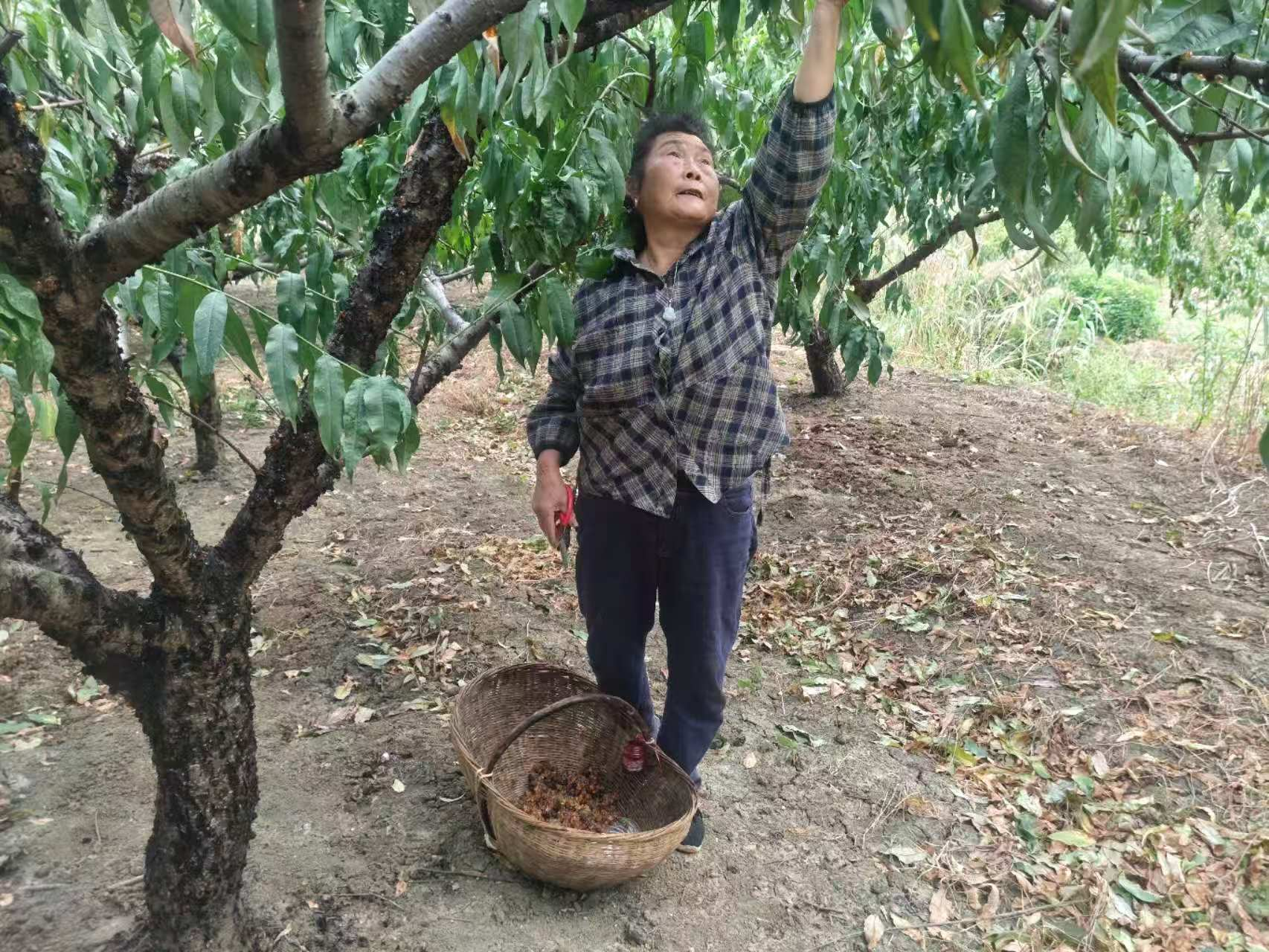 配图1