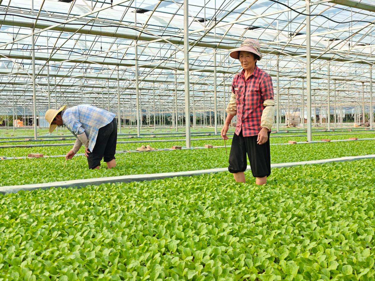 活力中国调研行 丨 湖北嘉鱼: 因为蔬菜，更加出彩