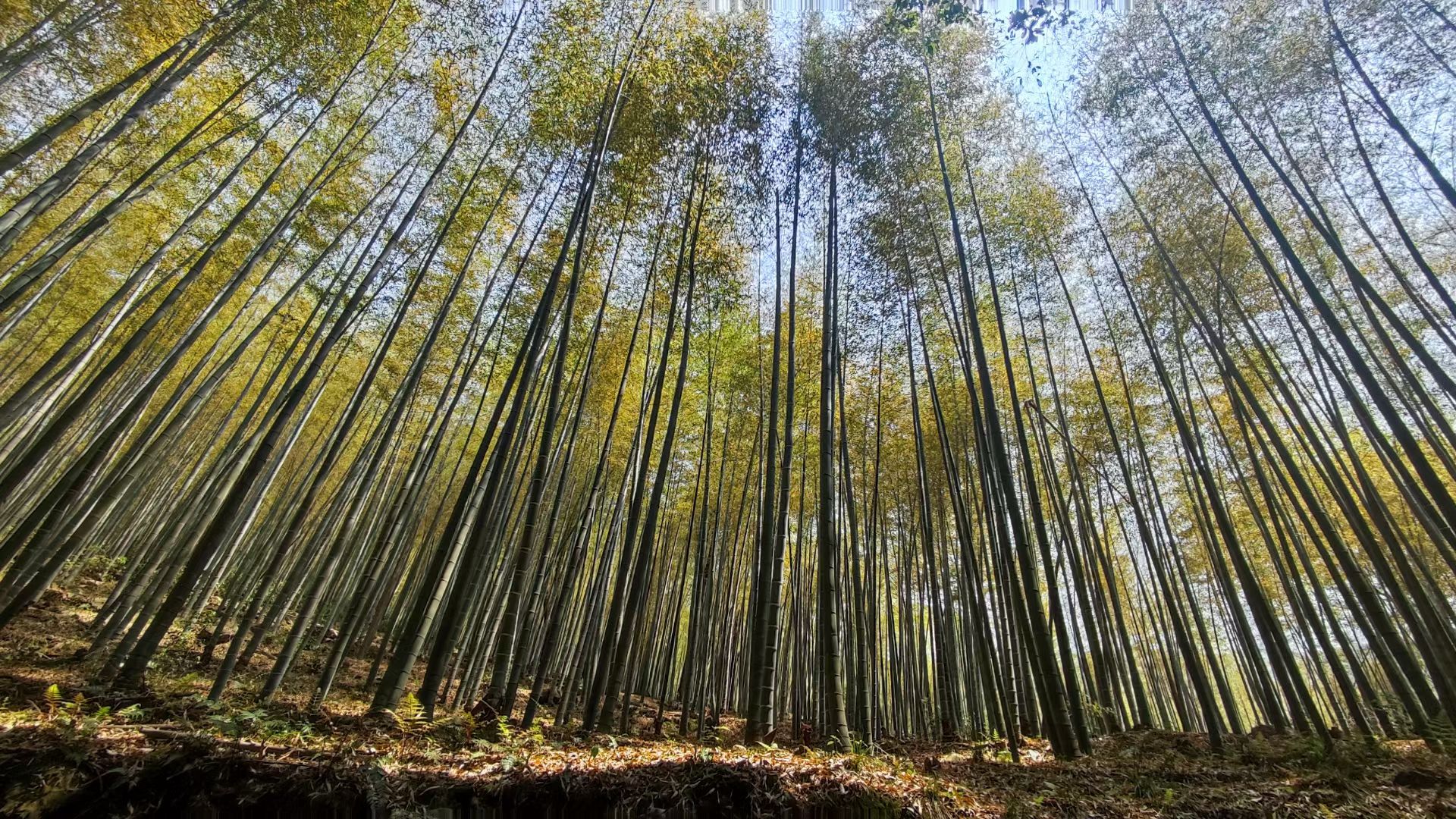 一根竹子的县域突围 ——崇阳竹产业高质量发展的科技密码