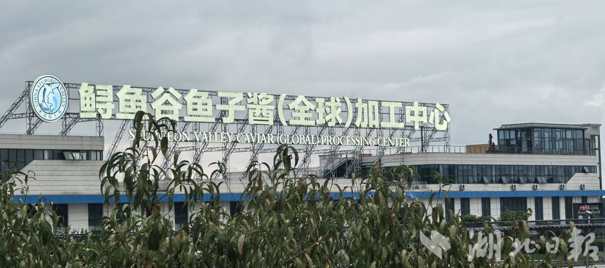 活力中国调研行·走进湖北丨鲟鱼“上岸”十年 全球三成鱼子酱产自这里！