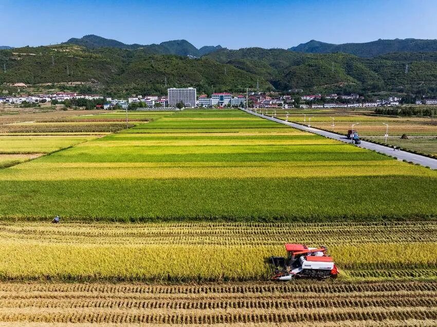 中国农民丰收节 | 瓜果遍野，五谷丰登！保康处处皆“丰”景