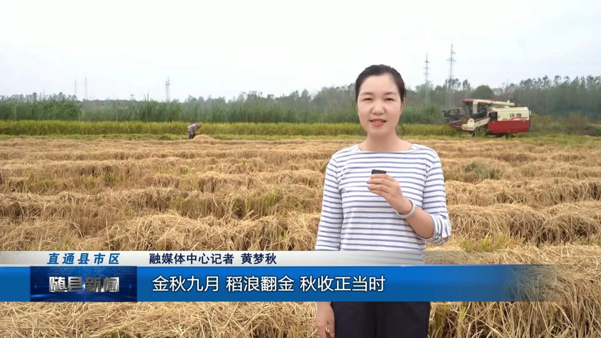 唐县镇：稻浪飘香迎丰收 稻油轮作助振兴