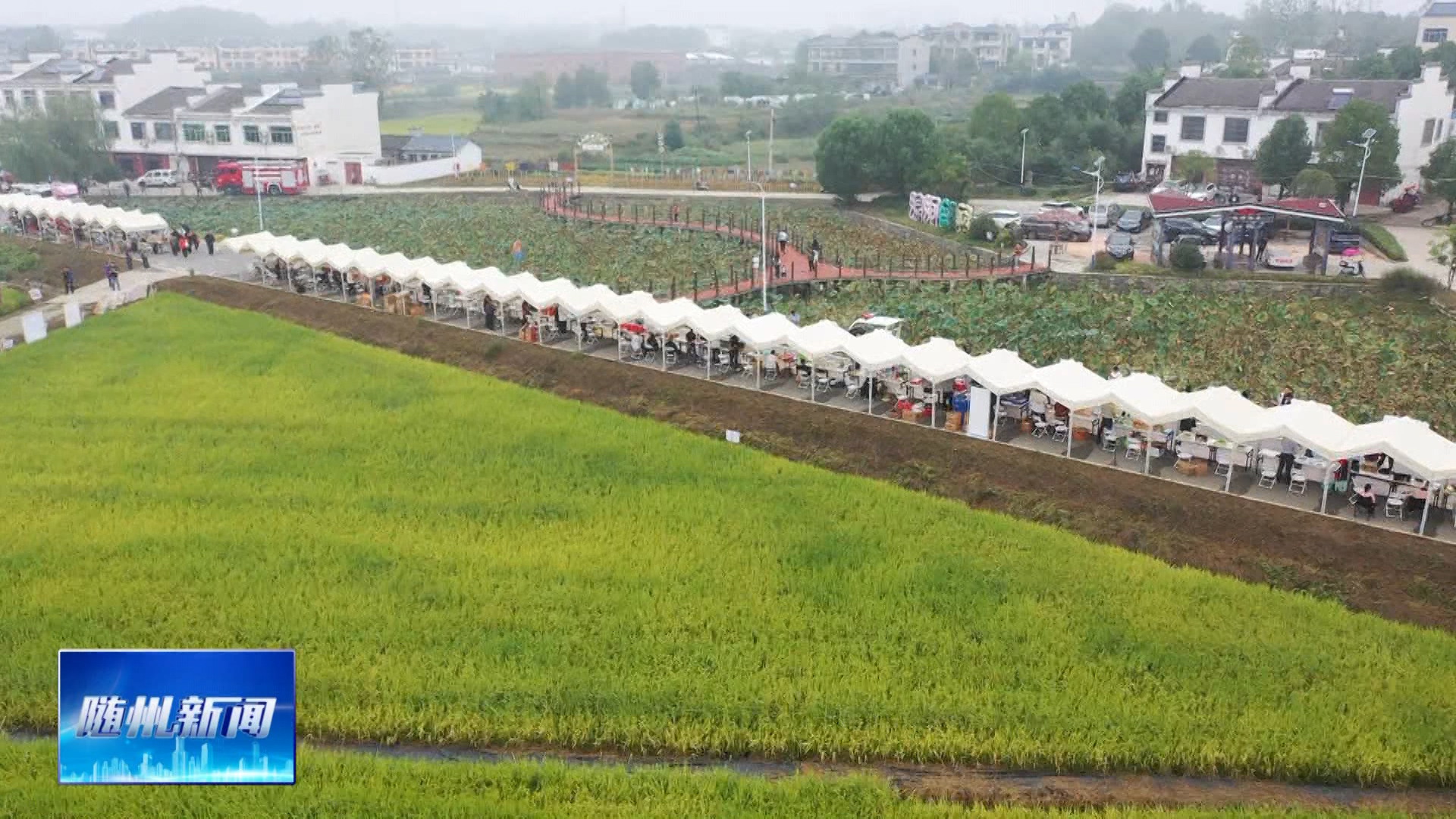 金秋稻香庆丰年 聚力振兴绘新卷