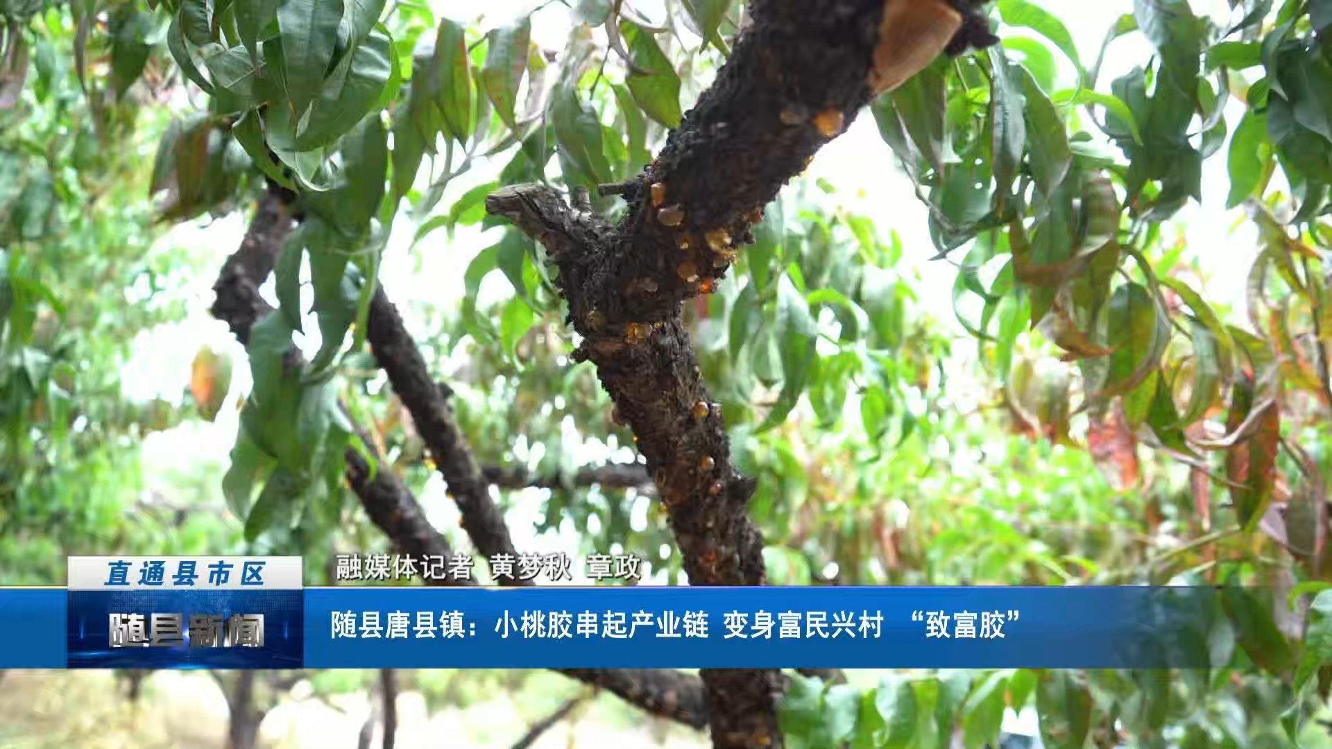 唐县镇：小桃胶串起产业链 变身富民兴村 “致富胶”