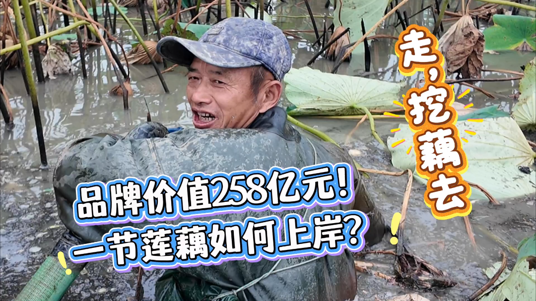 活力中国调研行·走进湖北｜品牌价值258亿元，一节莲藕如何上岸？