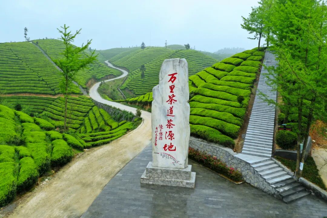 全县人口数量不足6万，却有2.5万人参加革命