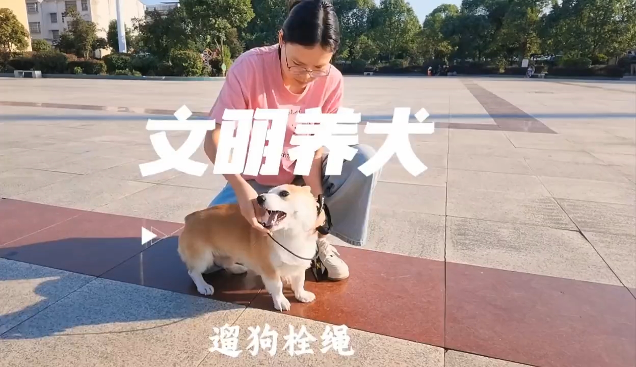 养犬有温度，文明有尺度