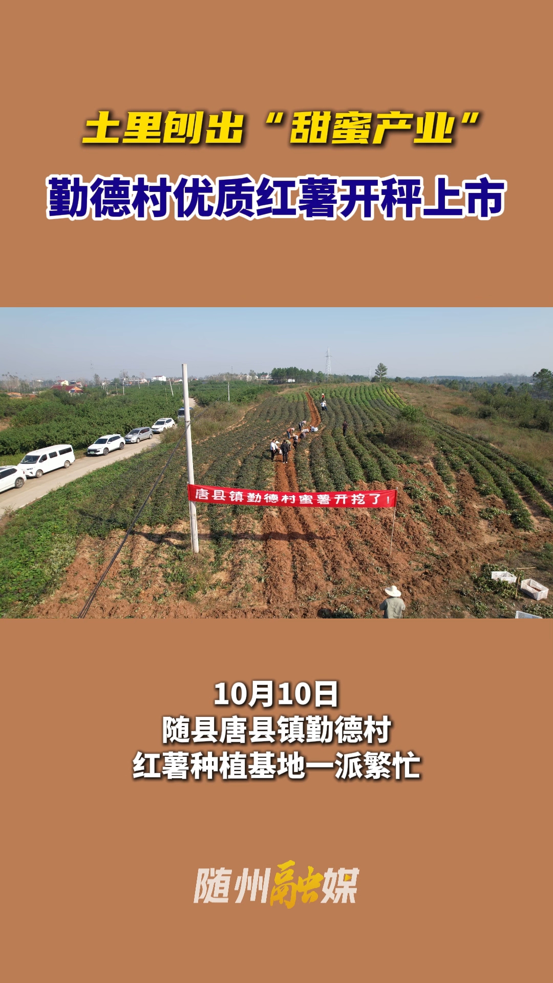 土里刨出“甜蜜产业”！随县唐县镇勤德村优质红薯开秤上市