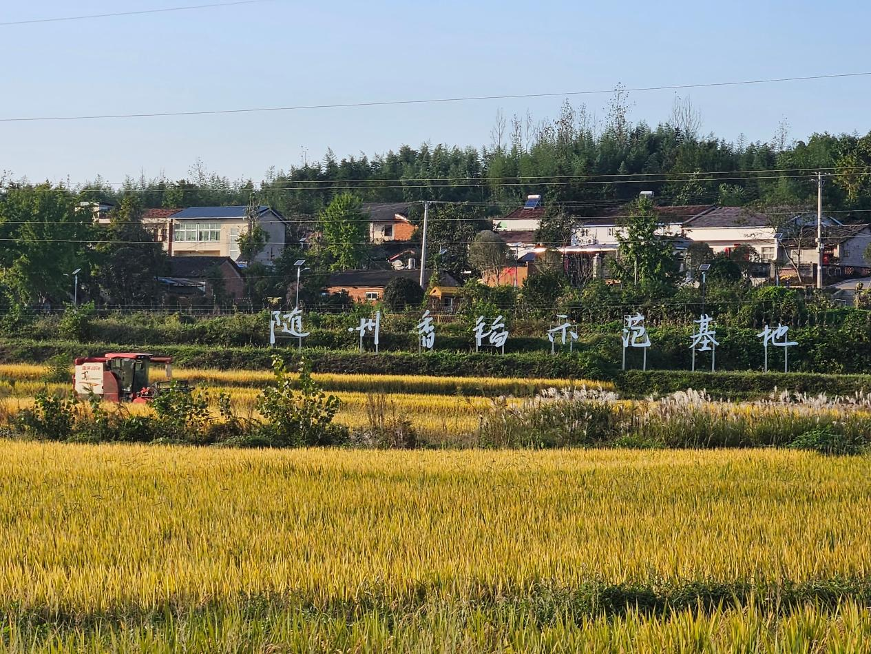 长岗镇：随州香稻喜获丰收 “双订单”兜底彰显企业担当