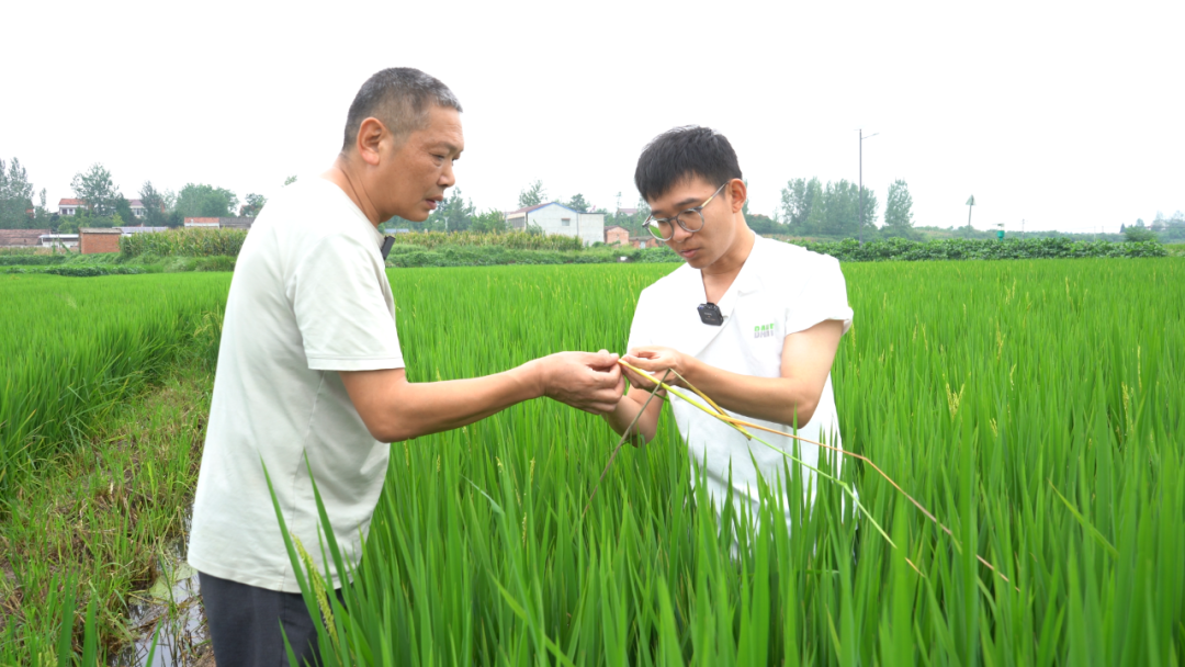 旱情缓解、虫害来袭！随县硬核守护百万亩稻田