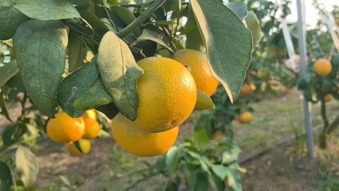 这里的泉水柑熟啦！快来采摘