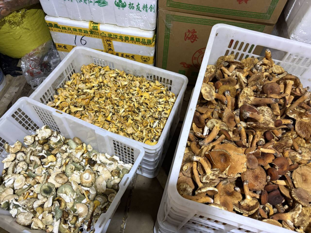 随县高城镇：野生菌“拱”出产业链 家门口端起“菌饭碗”