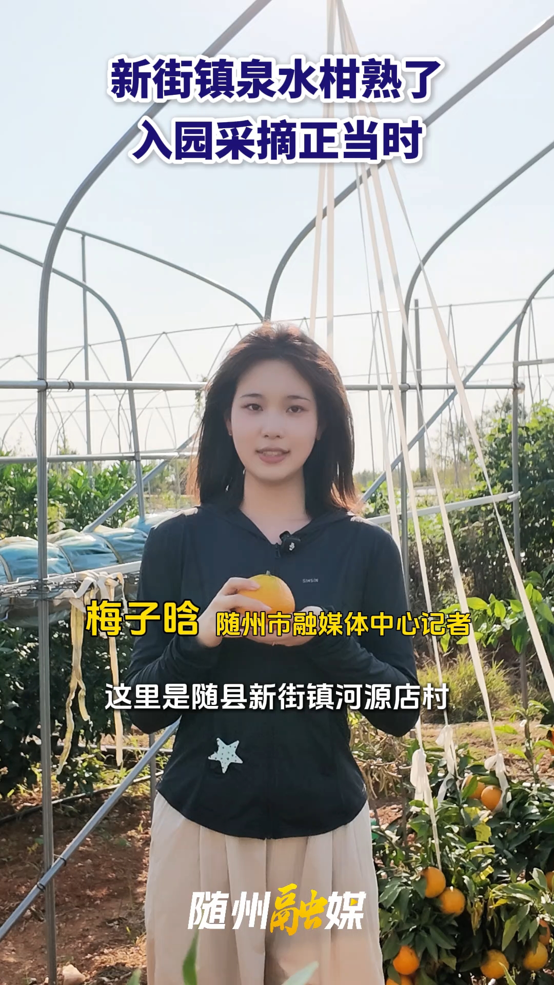 新街镇河源店村泉水柑熟了