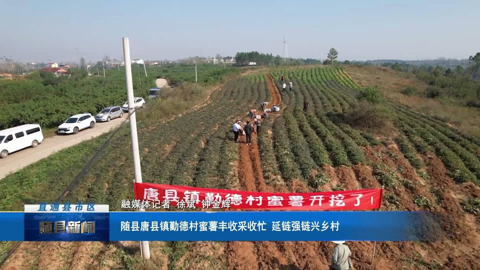 随县唐县镇勤德村：蜜薯丰收采收忙 延链强链兴乡村