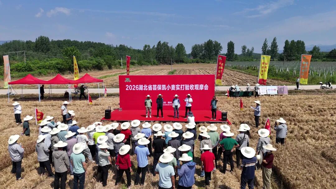 科技助农稳粮产 提质增收护丰年 随县万和镇小麦实打验收成效亮眼