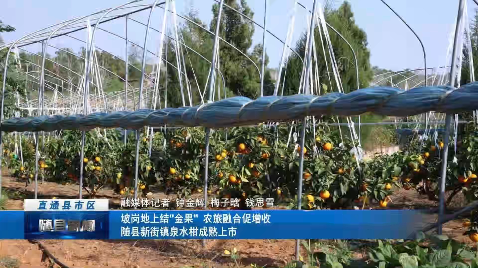 坡岗地上结金果 农旅融合促增收 随县新街镇泉水柑成熟上市
