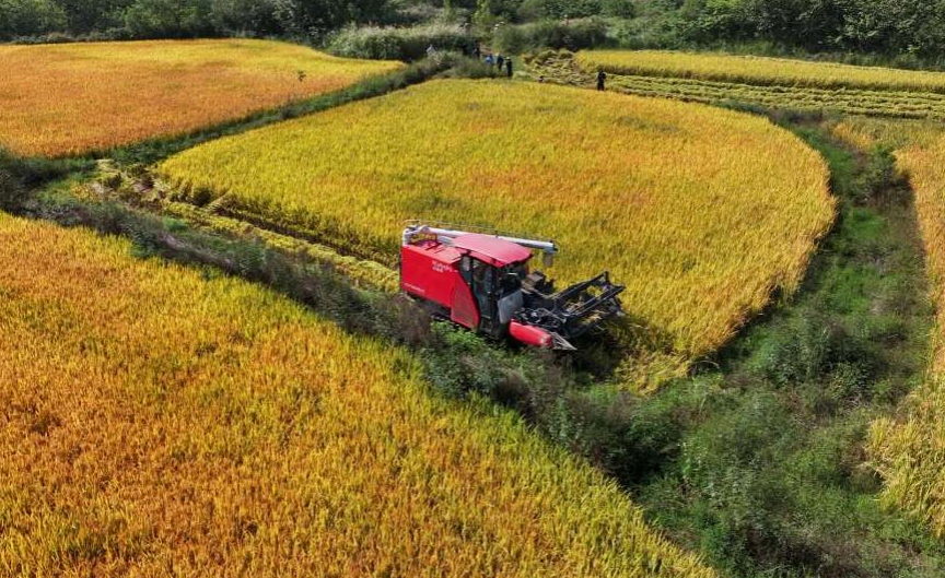 每亩增产200斤！曾都区府河镇4.5万亩水稻丰收归仓