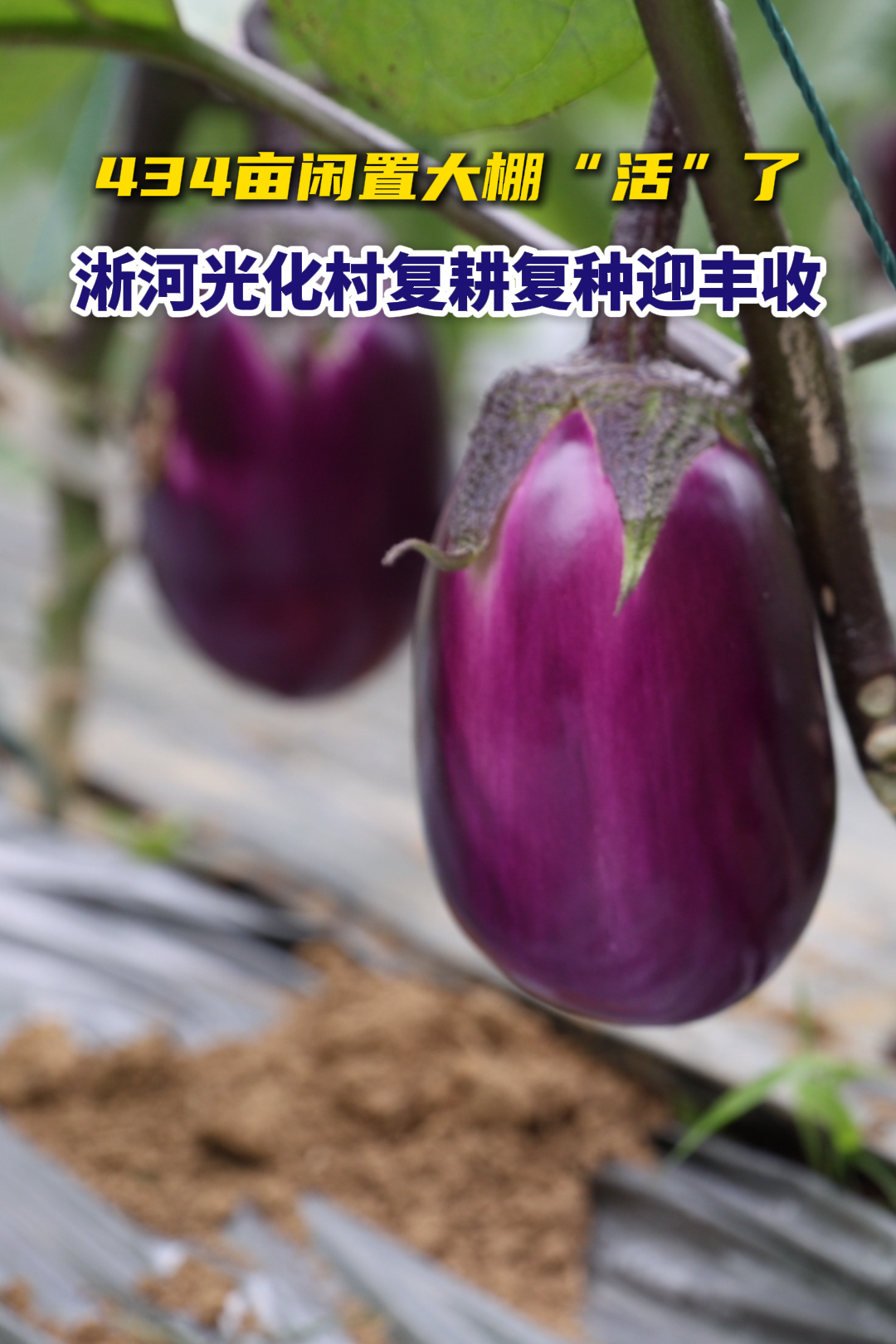 旧棚焕新生！淅河镇光化村434亩基地迎丰收